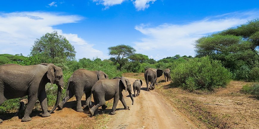 Elefanten auf dem Schotterweg im Lake-Manyara-Nationalpark