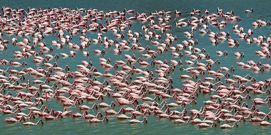 Flamingos im Lake Manyara