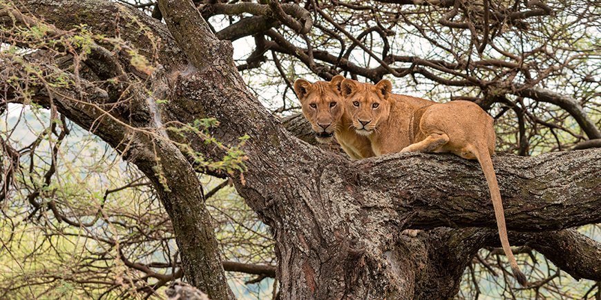 Auf Bäume kletternde Löwen im Lake-Manyara-Nationalpark