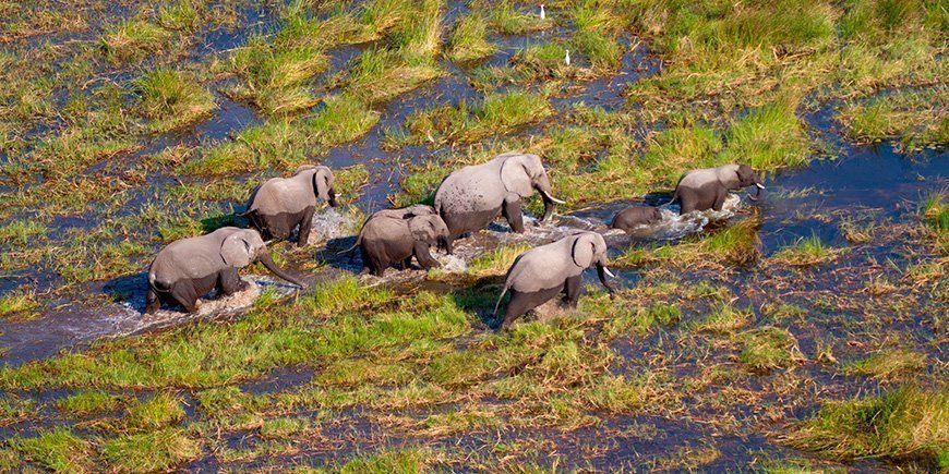 Elefanten im Okavango-Delta in Botsuana