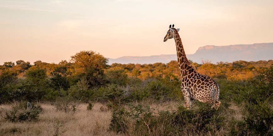 Giraffe bei Sonnenuntergang im Kapama Private Game Reserve, Südafrika