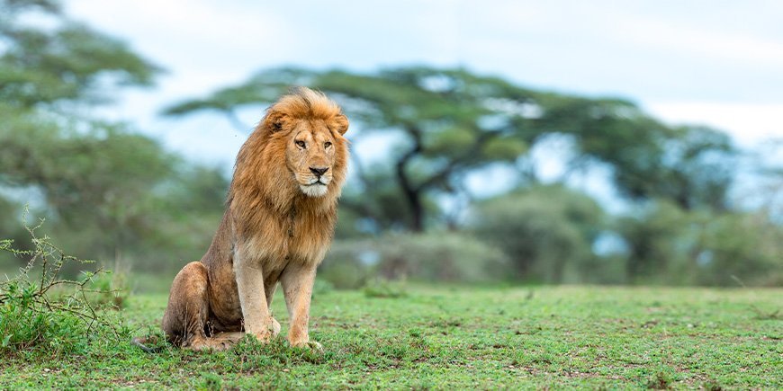 Löwe im Ngorongoro-Krater in der Serengeti, Tansania