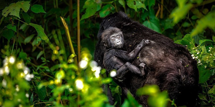 Berggorilla mit Baby in Bwindi, Uganda