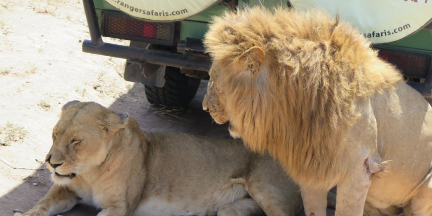 Löwen neben Safari-Auto