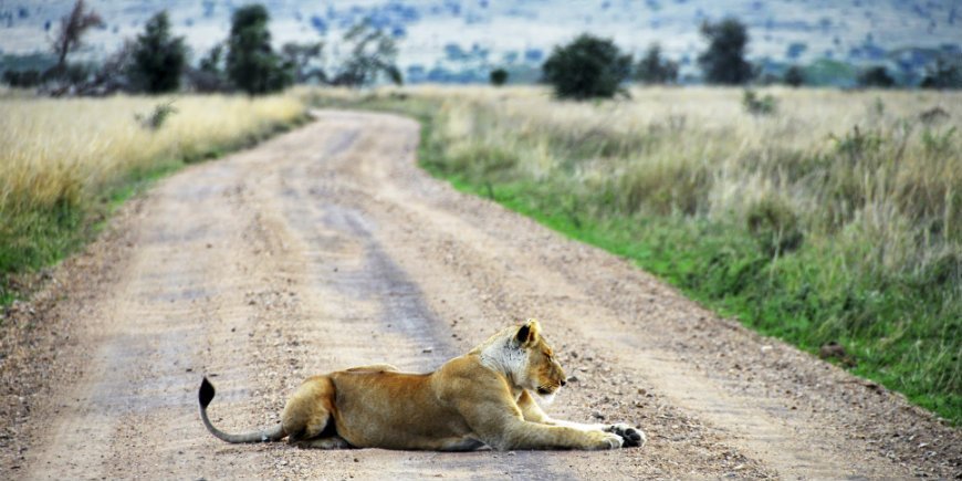 Löwe in Ngorongoro
