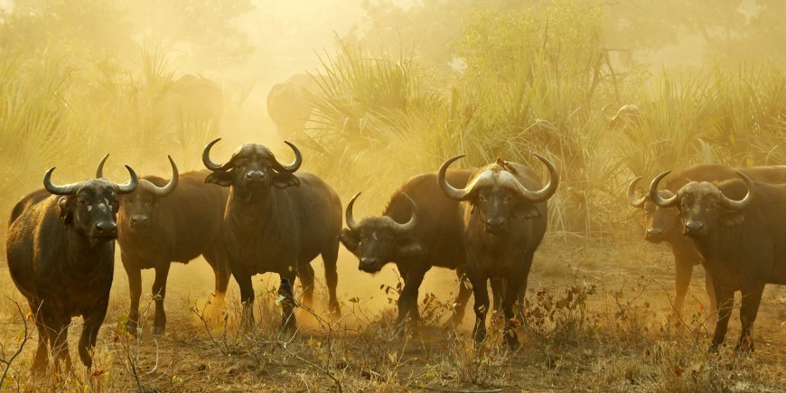Büffel in Südafrika