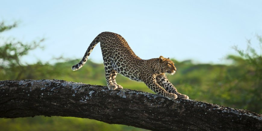 Leopard in einem Baum