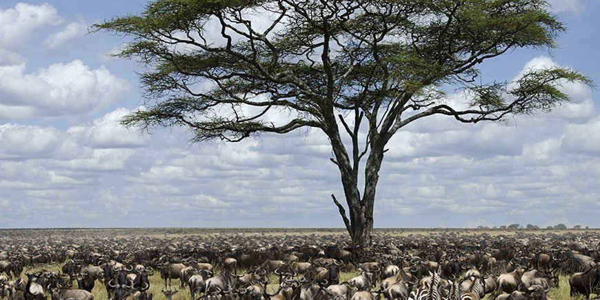 Gnus-in-der-Serengeti