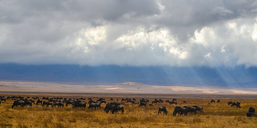 Migration in Ngorongoro