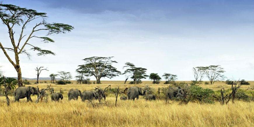 Elefanten in der Serengetis Savanne