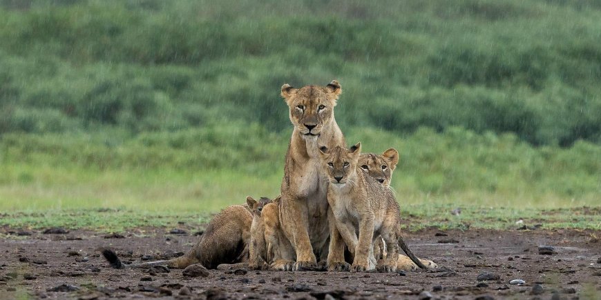 Regenzeit in Serengeti