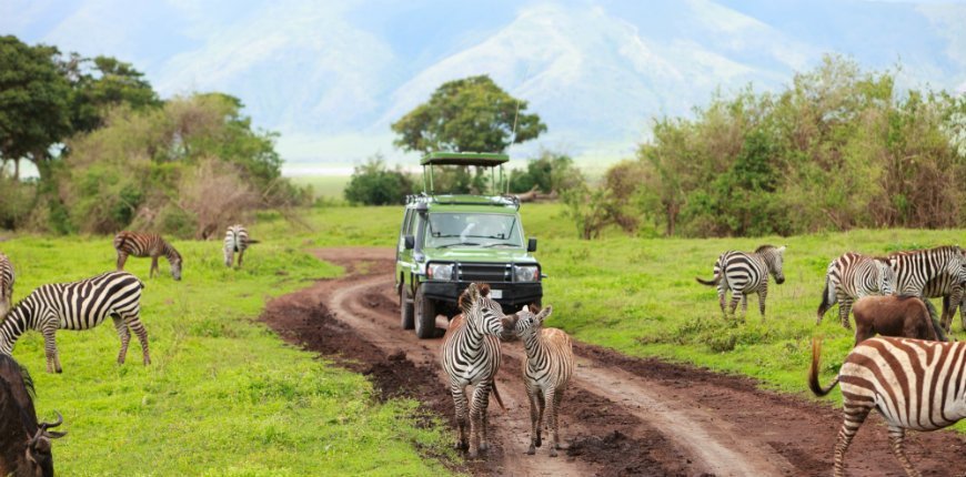 Safariauto unter Zebras