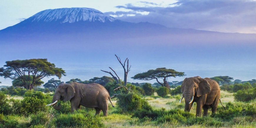 Elefanten im Nationalpark Amboseli