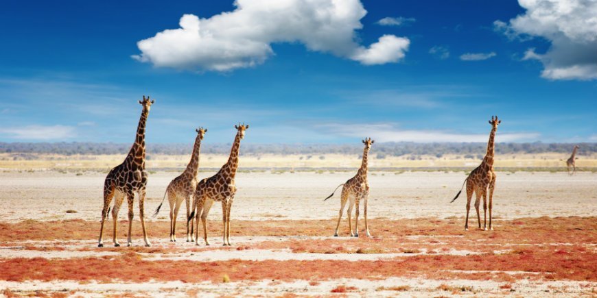 Giraffen im Etosha Nationalpark