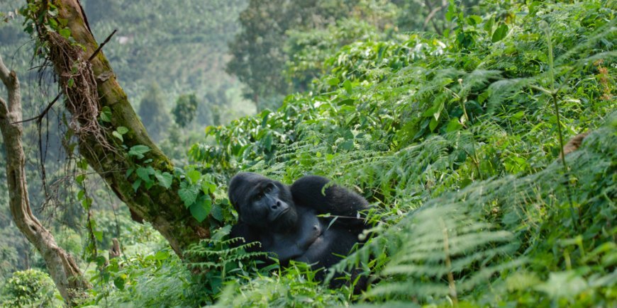 Gorilla in Bwindi undurchdringlicher Wald Nationalpark