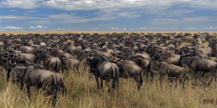 Herden in Masai Mara Kenia
