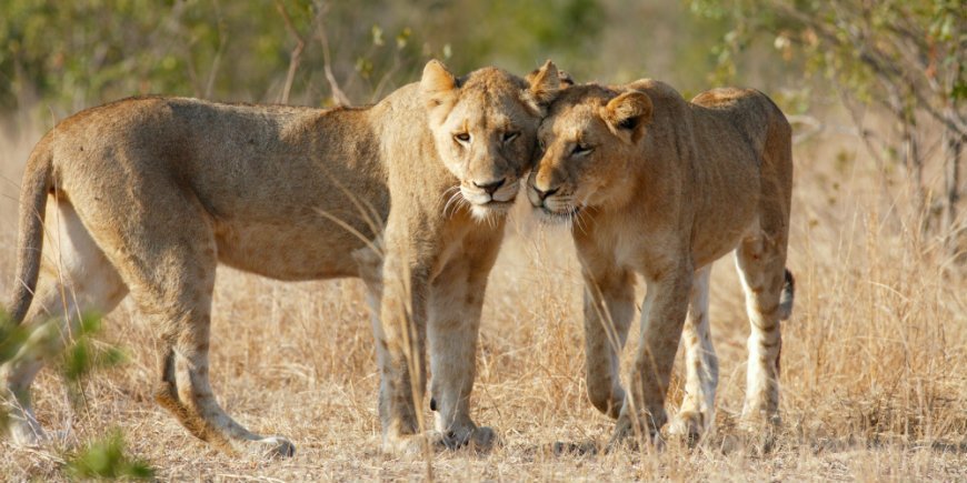 Löwen im Kruger Nationalpark