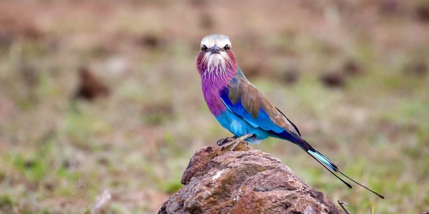 Flieder-breasted Roller in Masai Mara
