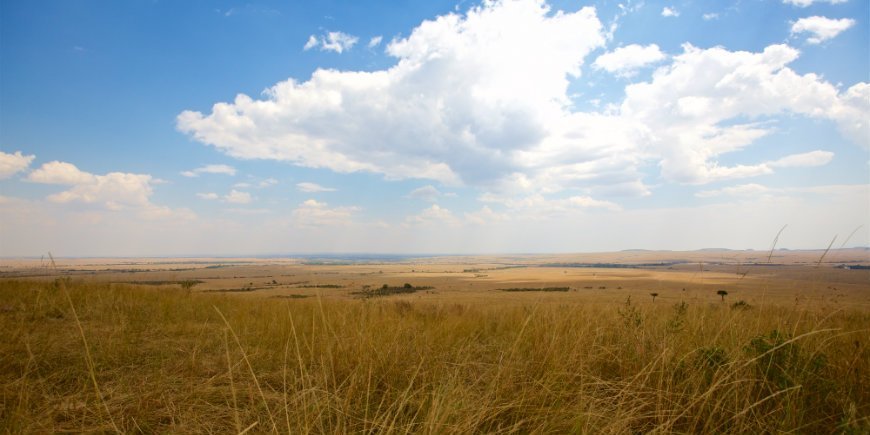 Masai Maras Savanne im Juli