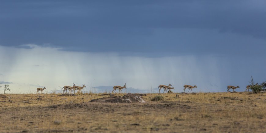 Thompson Gazellen und ein dunkler Himmel in der Masai Mara