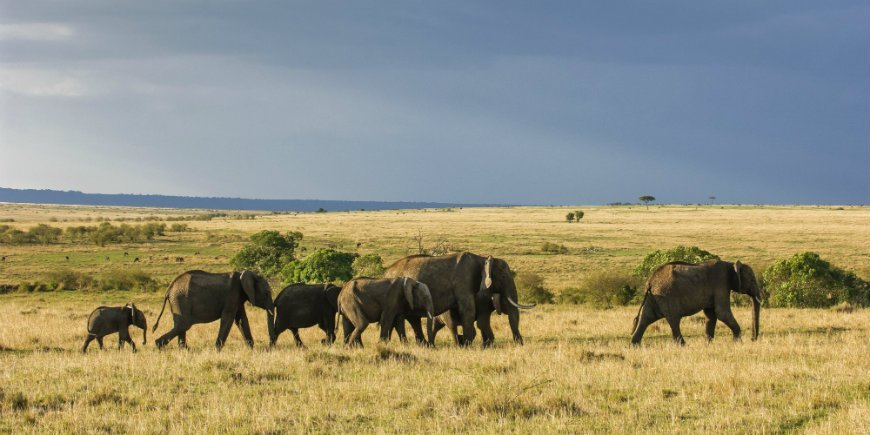 Elefantenherde auf Masai Mara