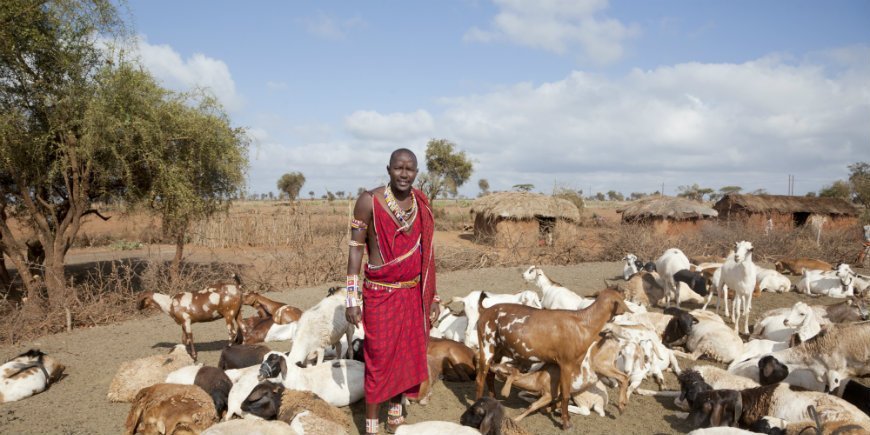 Masai und Ziegen