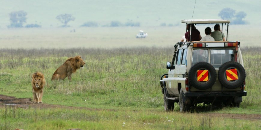 Löwen und Safari-Auto