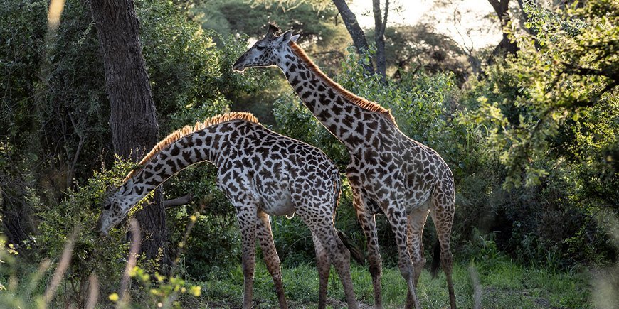 Zwei Giraffen in der üppigen Umgebung des Tarangire-Nationalparks in Tansania