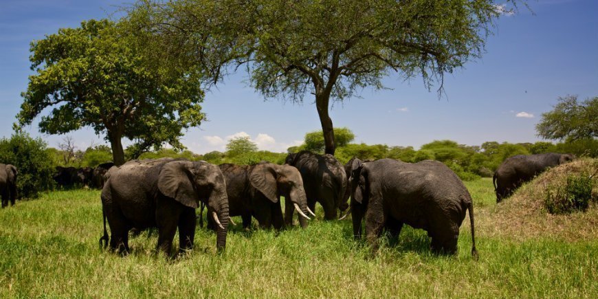 Tarangire Elefanten