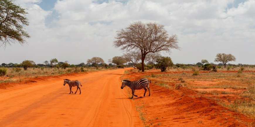 Zebras im Tsavo East