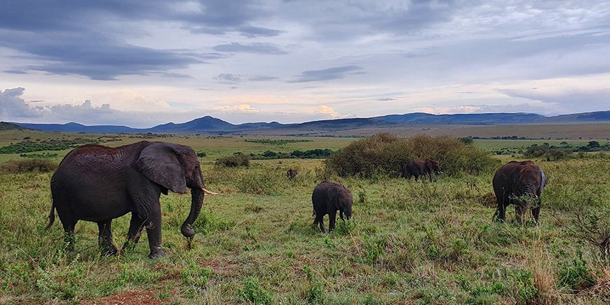 Elefantenherde in der Masai Mara.