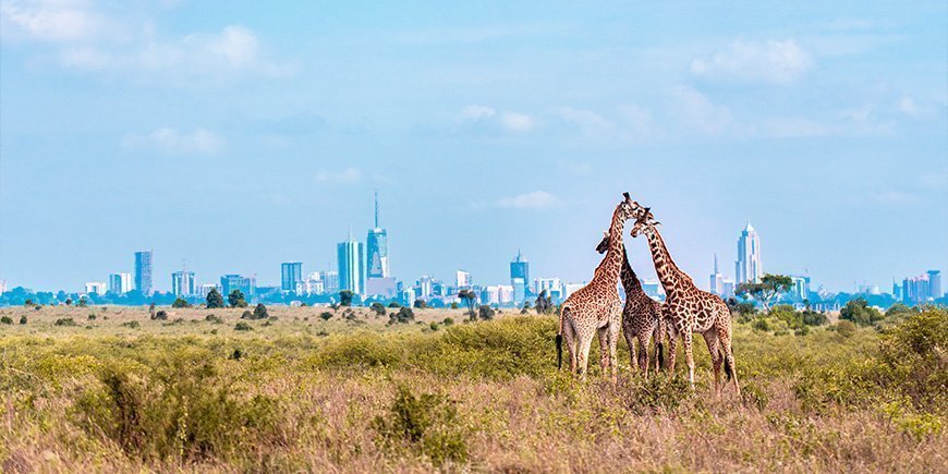 Drei Giraffen im Nairobi-Nationalpark mit der Stadt als Kulisse.