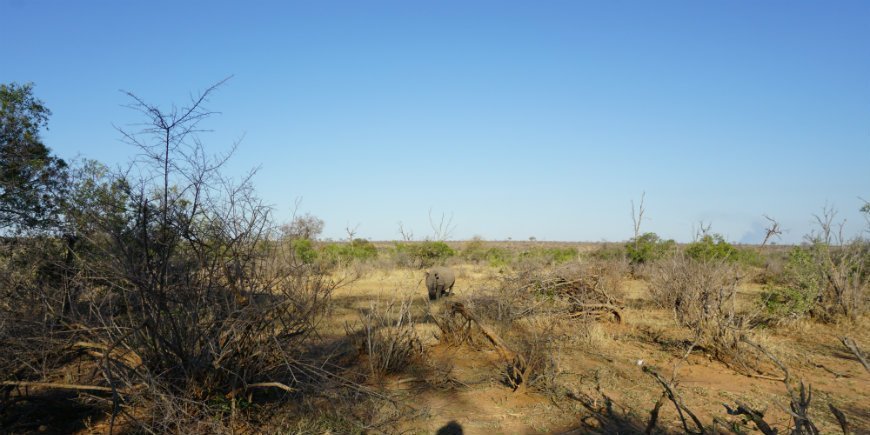 Von Angesicht zu Angesicht mit einem Nashorn im Krüger-Nationalpark