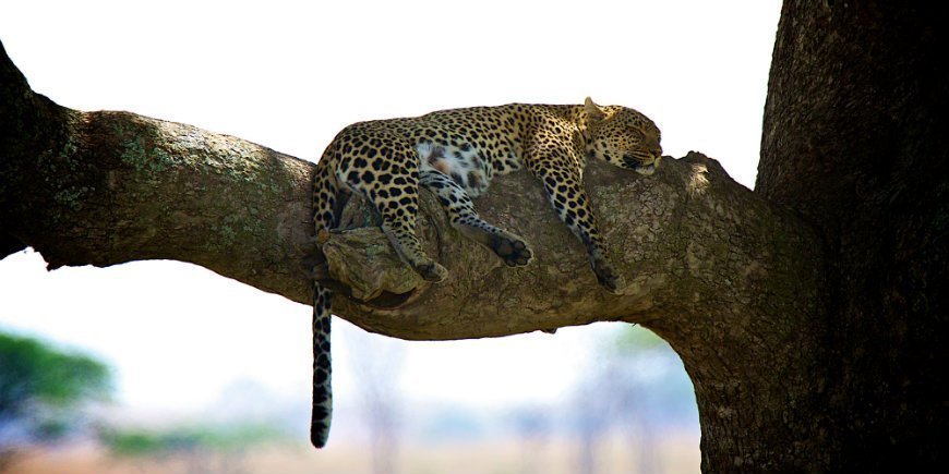 Serengeti, Tansania