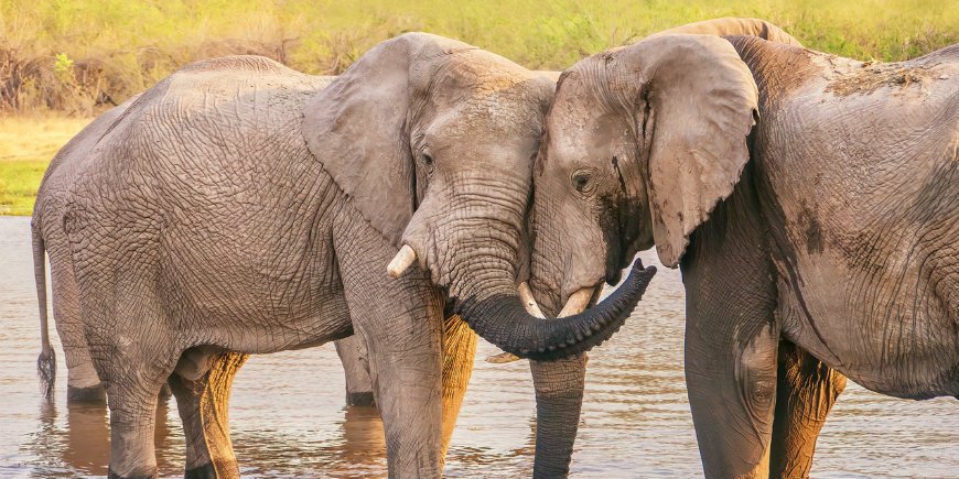 Elefanten lieben Botswana
