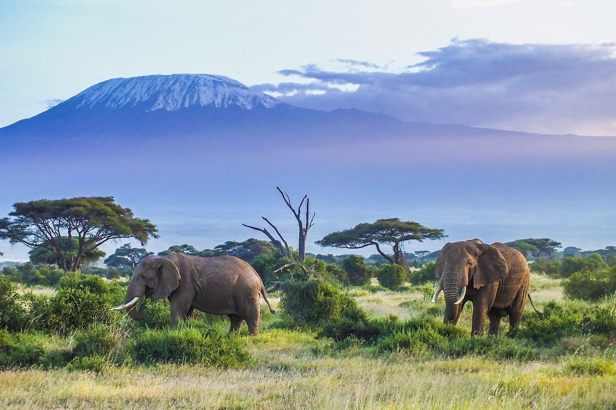 kenia safari buchen vor ort