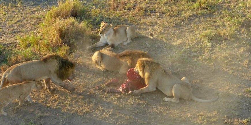Serengeti, löwen
