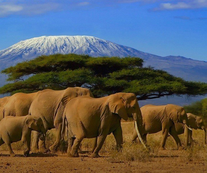 Kilimanjaro wanderschuh - Die ausgezeichnetesten Kilimanjaro wanderschuh ausführlich analysiert